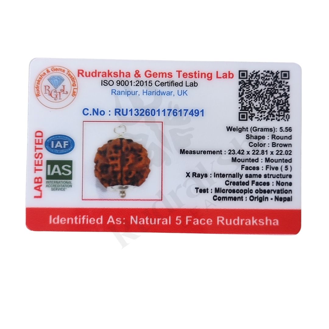 5 Mukhi Rudraksha (Five-Faced Rudraksha) Nepali