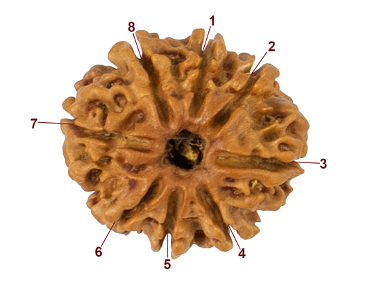 8 mukhi rudraksha 22.16mm