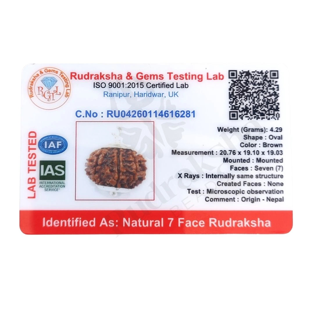 7 Mukhi Rudraksha (Seven-Faced Rudraksha) Nepali