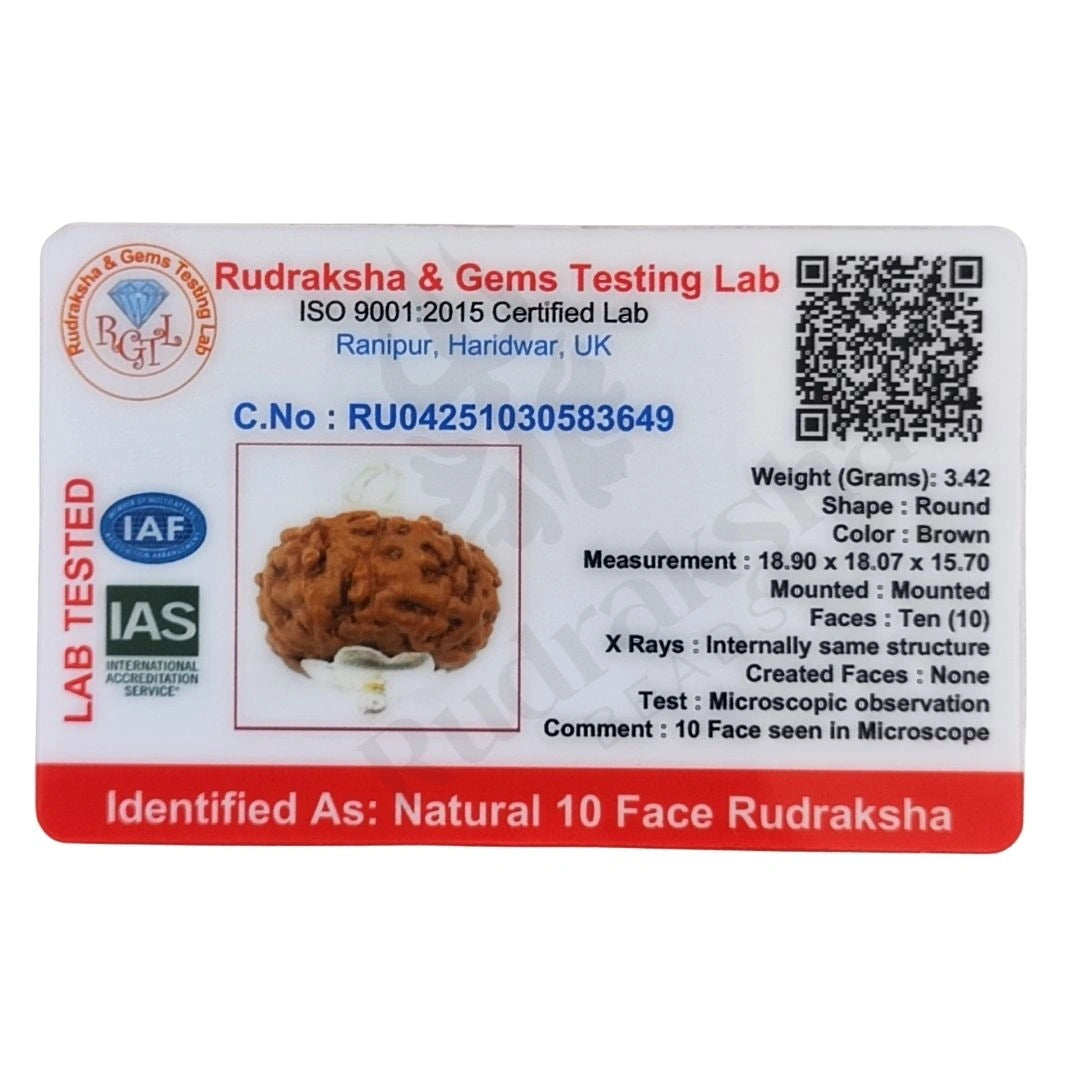 10 Mukhi Rudraksha (Ten-Faced Rudraksha) Indonedsian