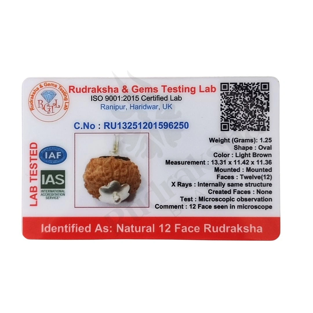 12 Mukhi Rudraksha (Twelve-Faced Rudraksha) Indonesian