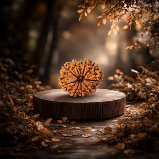 10 Mukhi Rudraksha (Ten-Faced Rudraksha)