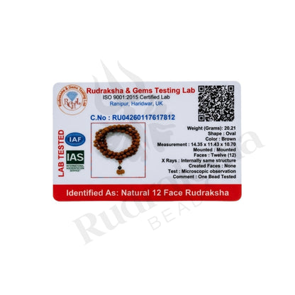 Radiance 12 Mukhi Rudraksha Mala (Indonesia)