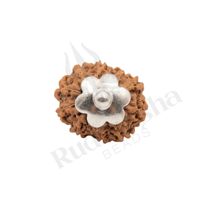 Radiance 12 Mukhi Rudraksha Mala (Indonesia)