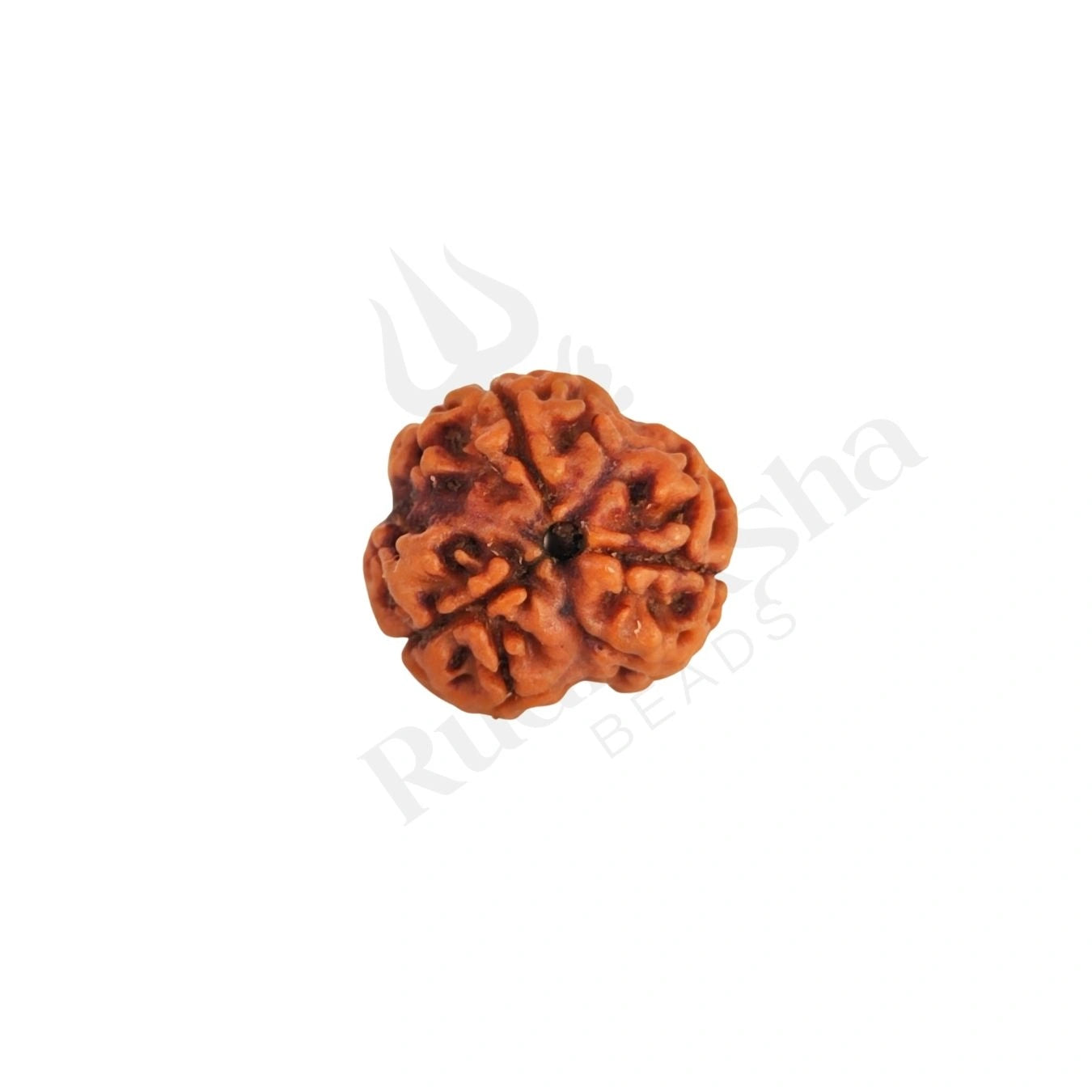 3 Mukhi Rudraksha (Three-Faced Rudraksha) Nepali