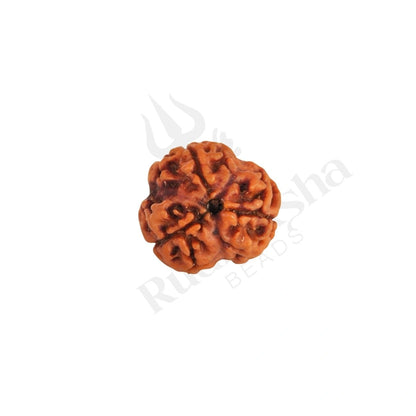 3 Mukhi Rudraksha (Three-Faced Rudraksha) Nepali