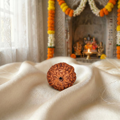 10 Mukhi Rudraksha (Ten-Faced Rudraksha) Indonedsian