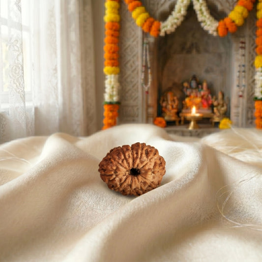 11 Mukhi Rudraksha (Eleven-Faced Rudraksha) Indonesian