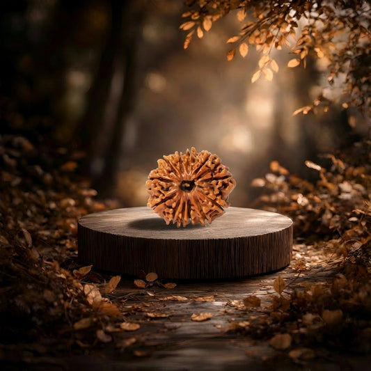 12 Mukhi Rudraksha (Twelve-Faced Rudraksha)