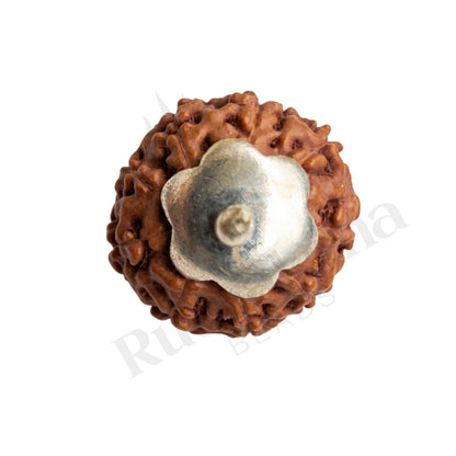 Shield 9 Mukhi Rudraksha Mala (Indonesia)
