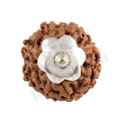 Success 8 Mukhi Rudraksha Mala (Indonesia)