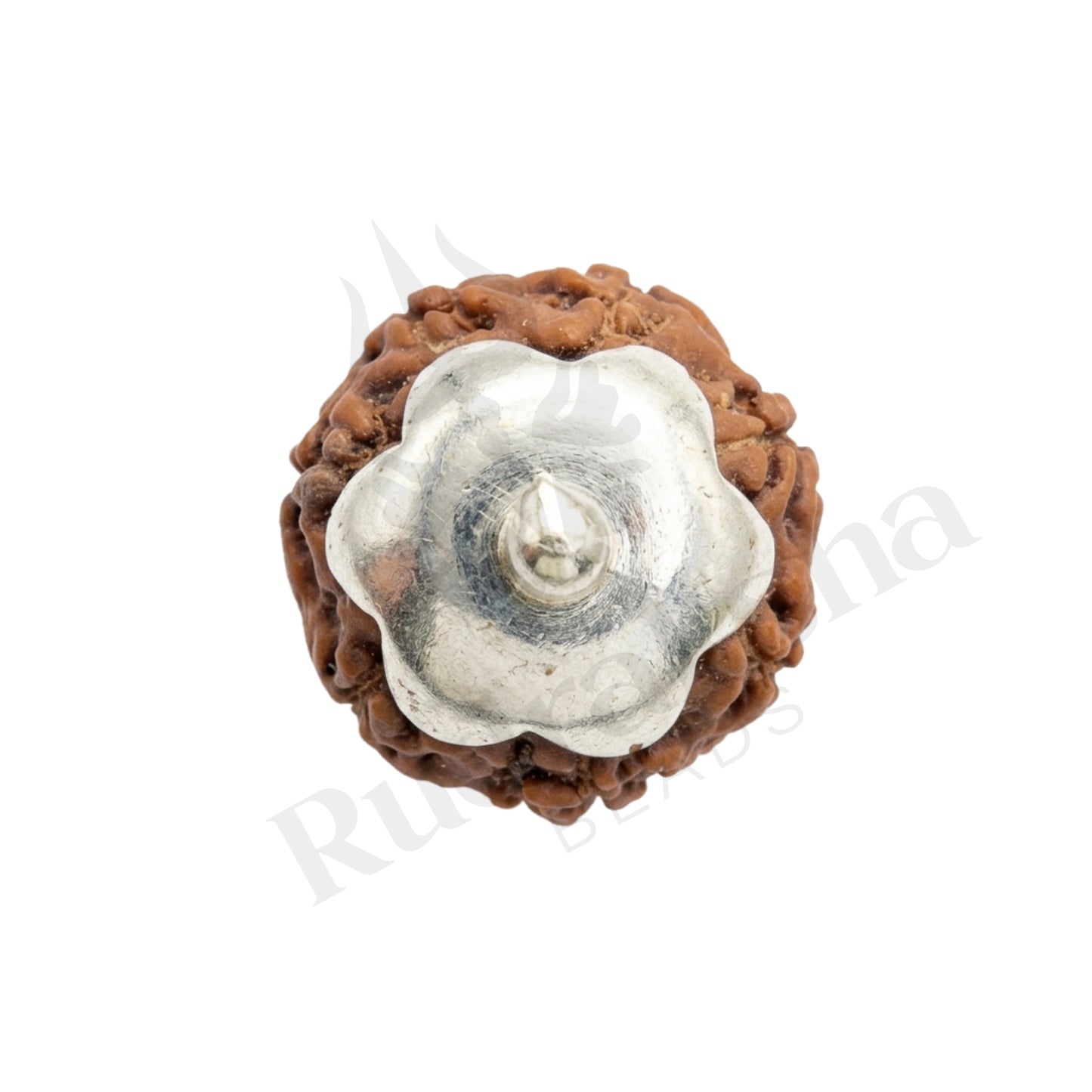 Prosper 7 Mukhi Rudraksha Mala (Indonesia)