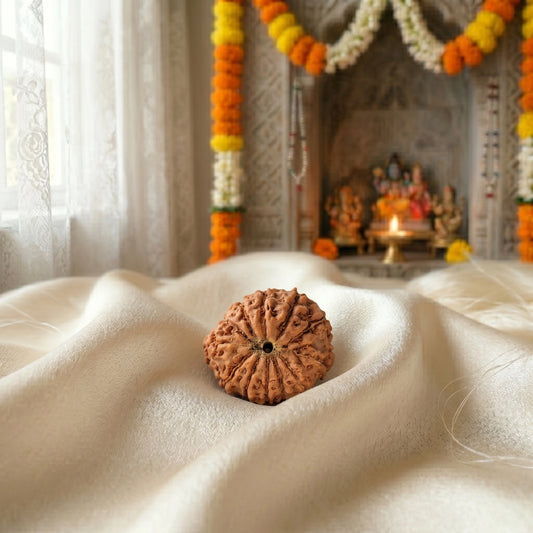 12 Mukhi Rudraksha (Twelve-Faced Rudraksha) Indonesian