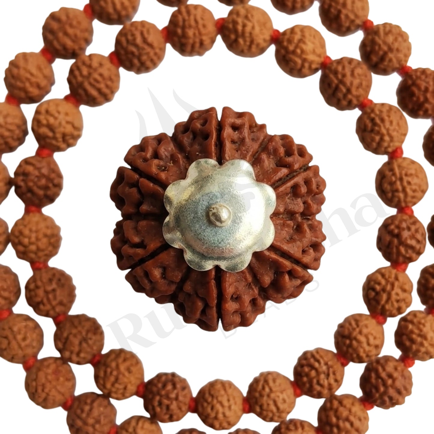 Focus 6 Mukhi Rudraksha Mala (Nepali)