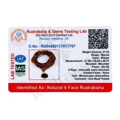 Focus 6 Mukhi Rudraksha Mala (Nepali)