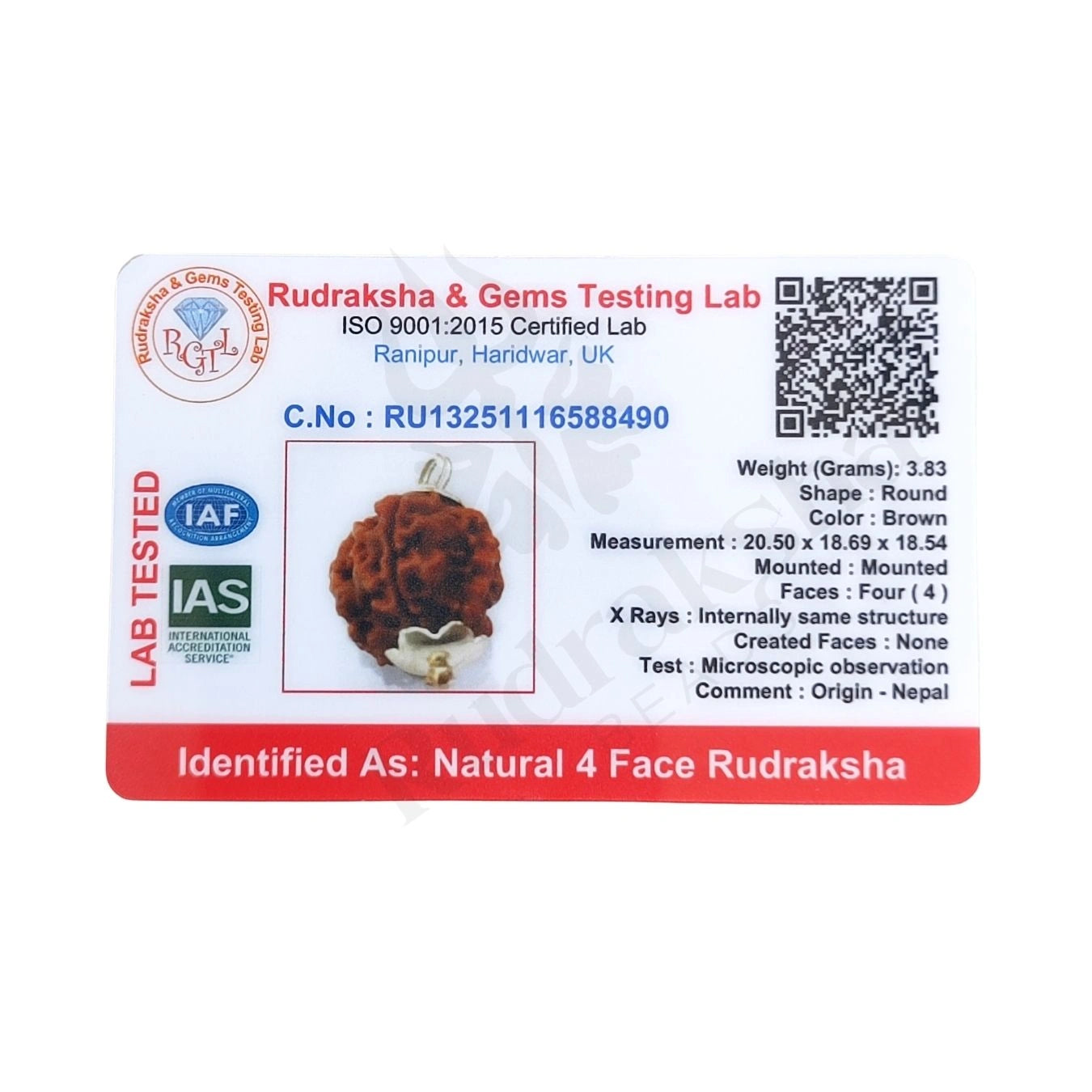 4 Mukhi Rudraksha (Four-Faced Rudraksha) Nepali