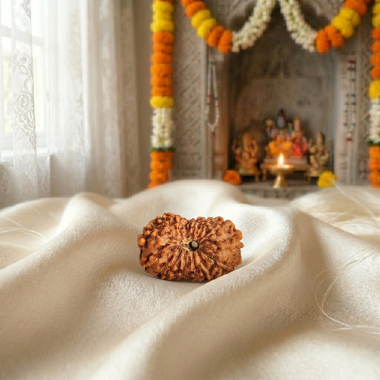 13 Mukhi Rudraksha (Thirteen-Faced Rudraksha)