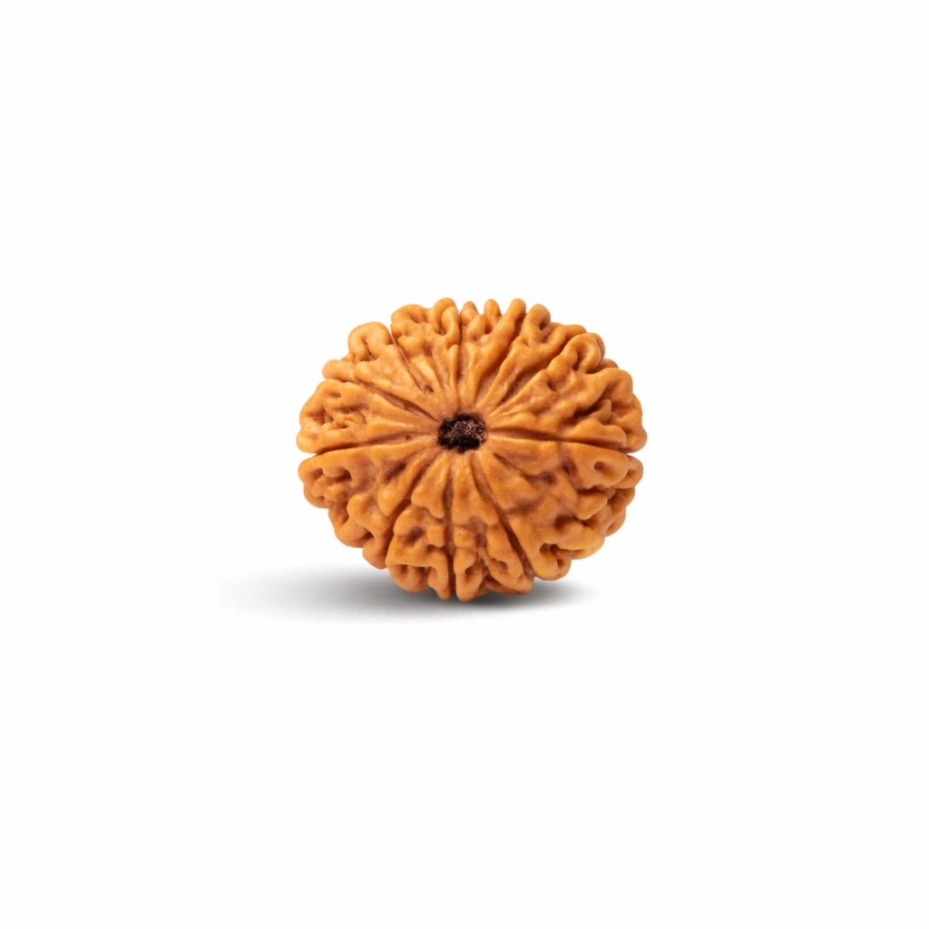 14 Mukhi Rudraksha (Fourteen-Faced Rudraksha)