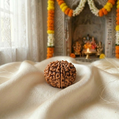 14 Mukhi Rudraksha (Fourteen-Faced Rudraksha) Indonesian