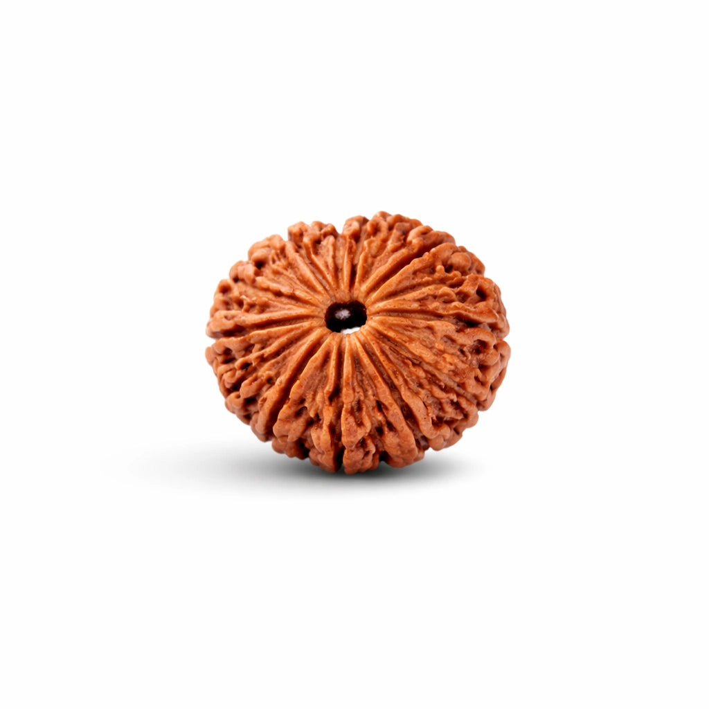 15 Mukhi Rudraksha (Fifteen-Faced Rudraksha)