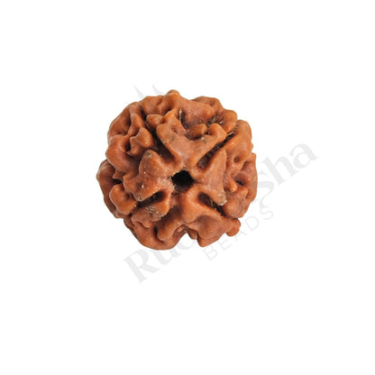 4 Mukhi Rudraksha (Four-Faced Rudraksha) Nepali