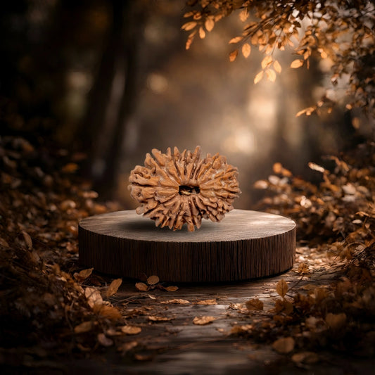 16 Mukhi Rudraksha (Sixteen-Faced Rudraksha)