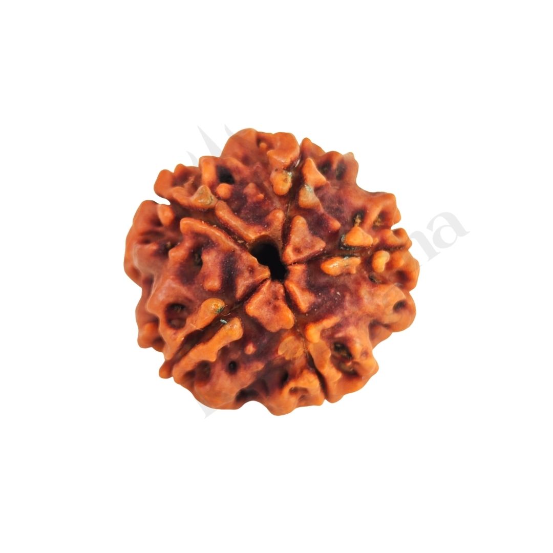 5 Mukhi Rudraksha (Five-Faced Rudraksha) Nepali