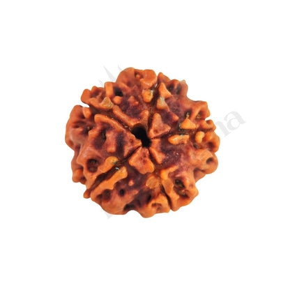 5 Mukhi Rudraksha (Five-Faced Rudraksha) Nepali