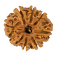 8 mukhi rudraksha 22.16mm