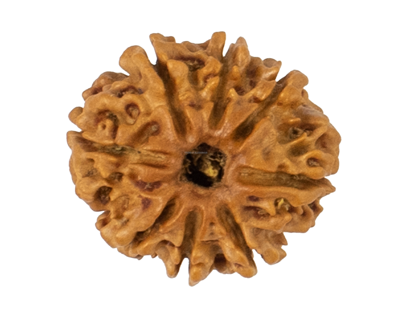 8 mukhi rudraksha 22.16mm