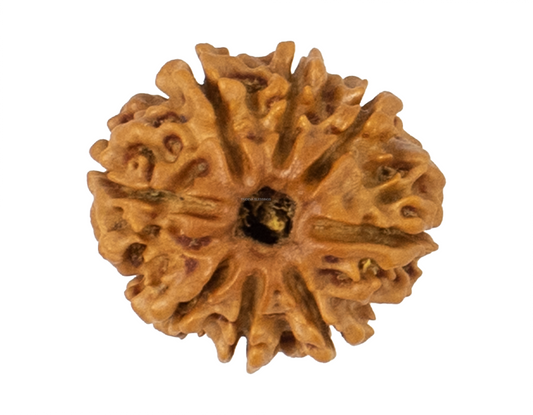 8 mukhi rudraksha 22.16mm