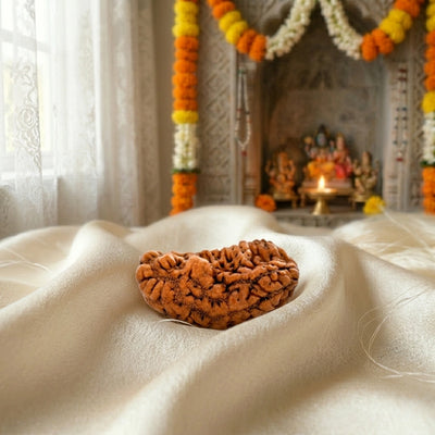 1 Mukhi Kaju Dana South Indian