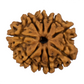 9 Mukhi Rudraksha 23.47mm