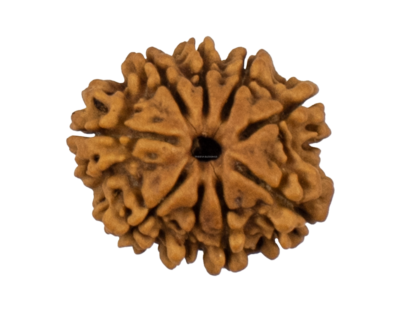 9 Mukhi Rudraksha 23.47mm