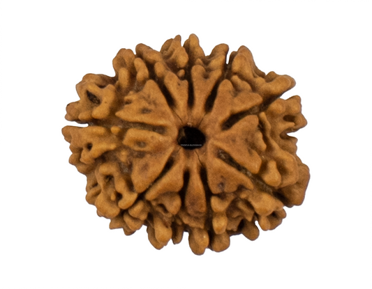 9 Mukhi Rudraksha 23.47mm