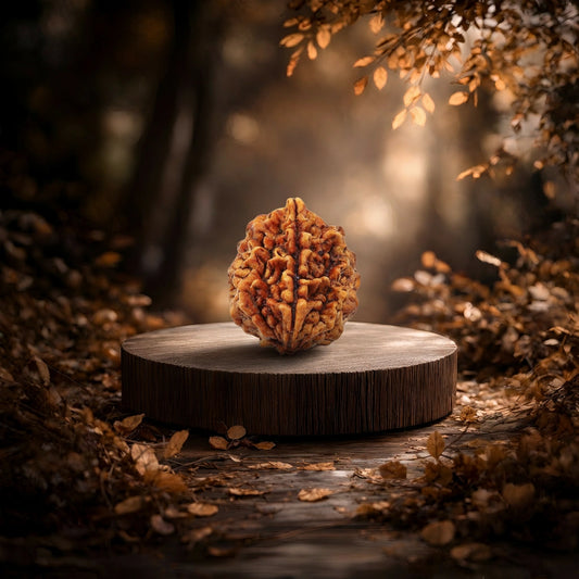 2 Mukhi Rudraksha (Two-Faced Rudraksha)