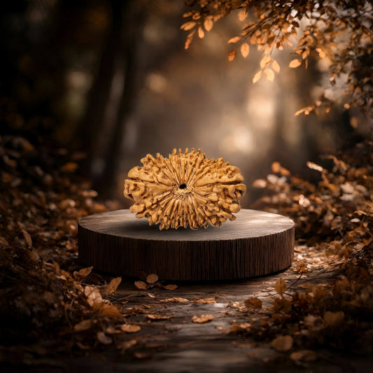 20 Mukhi Rudraksha (Twenty-Faced Rudraksha)