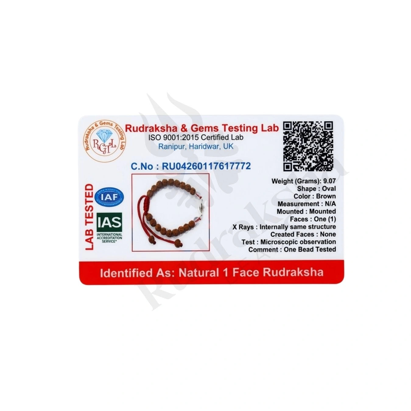 1 MUKHI RUDRAKSHA BRACELET (INDONESIAN) Shiva Consciousness Bracelet