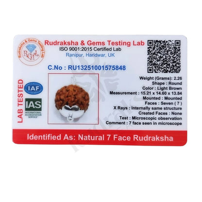 7 Mukhi Rudraksha (Seven-Faced Rudraksha) Indonesian