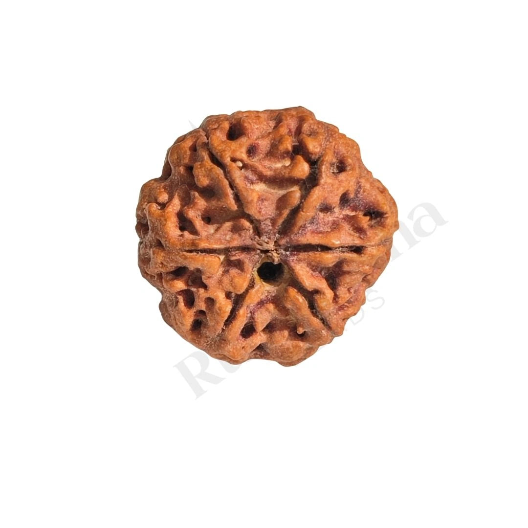 6 Mukhi Rudraksha (Six-Faced Rudraksha) Nepali