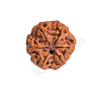 6 Mukhi Rudraksha (Six-Faced Rudraksha) Nepali