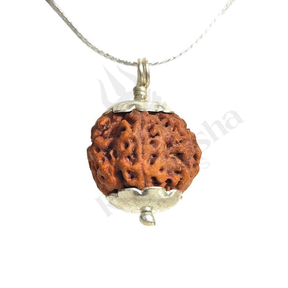 6 Mukhi Rudraksha (Six-Faced Rudraksha) Nepali