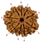 9 Mukhi Rudraksha 23.47mm