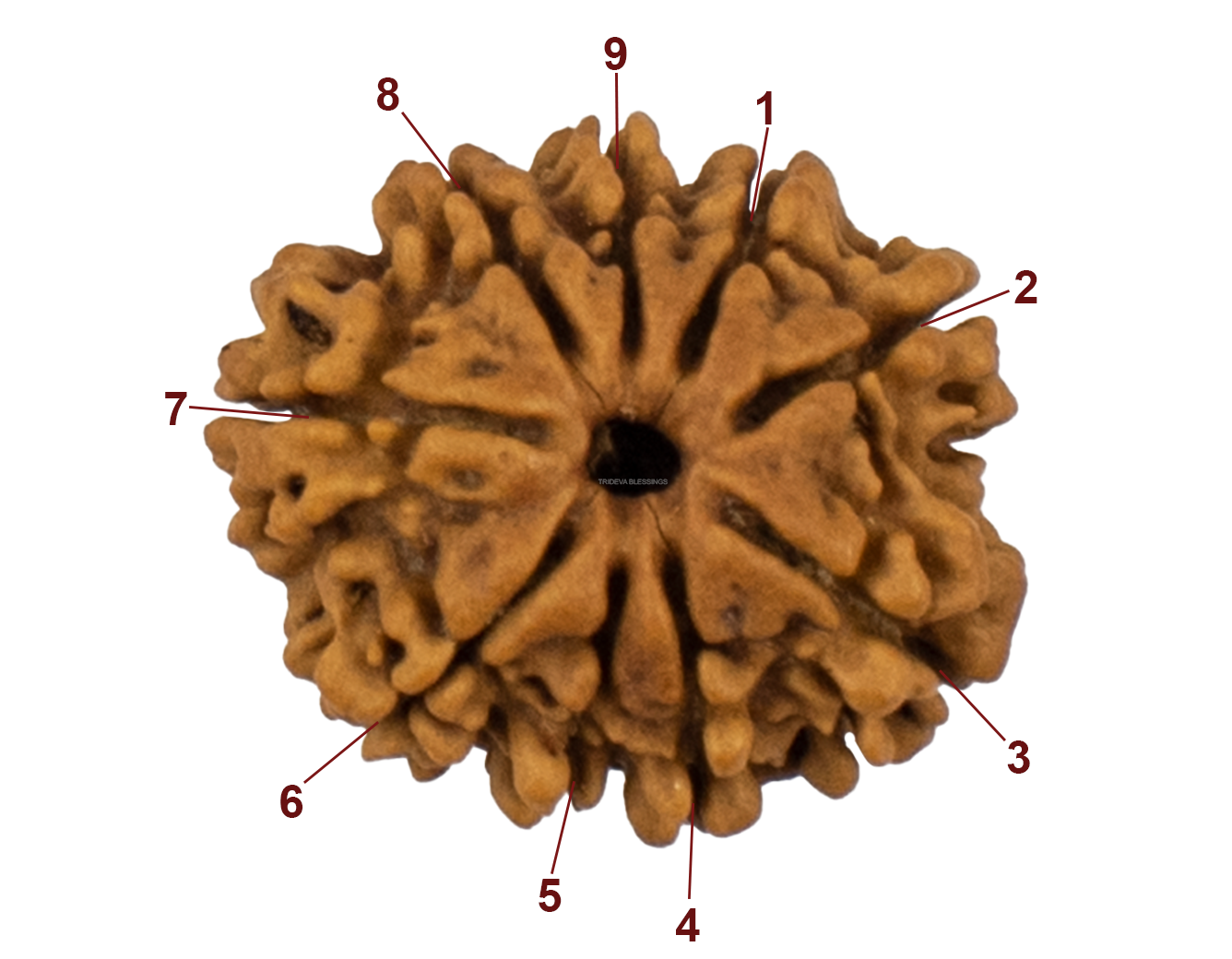 9 Mukhi Rudraksha 23.47mm