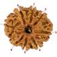 8 mukhi rudraksha 22.16mm