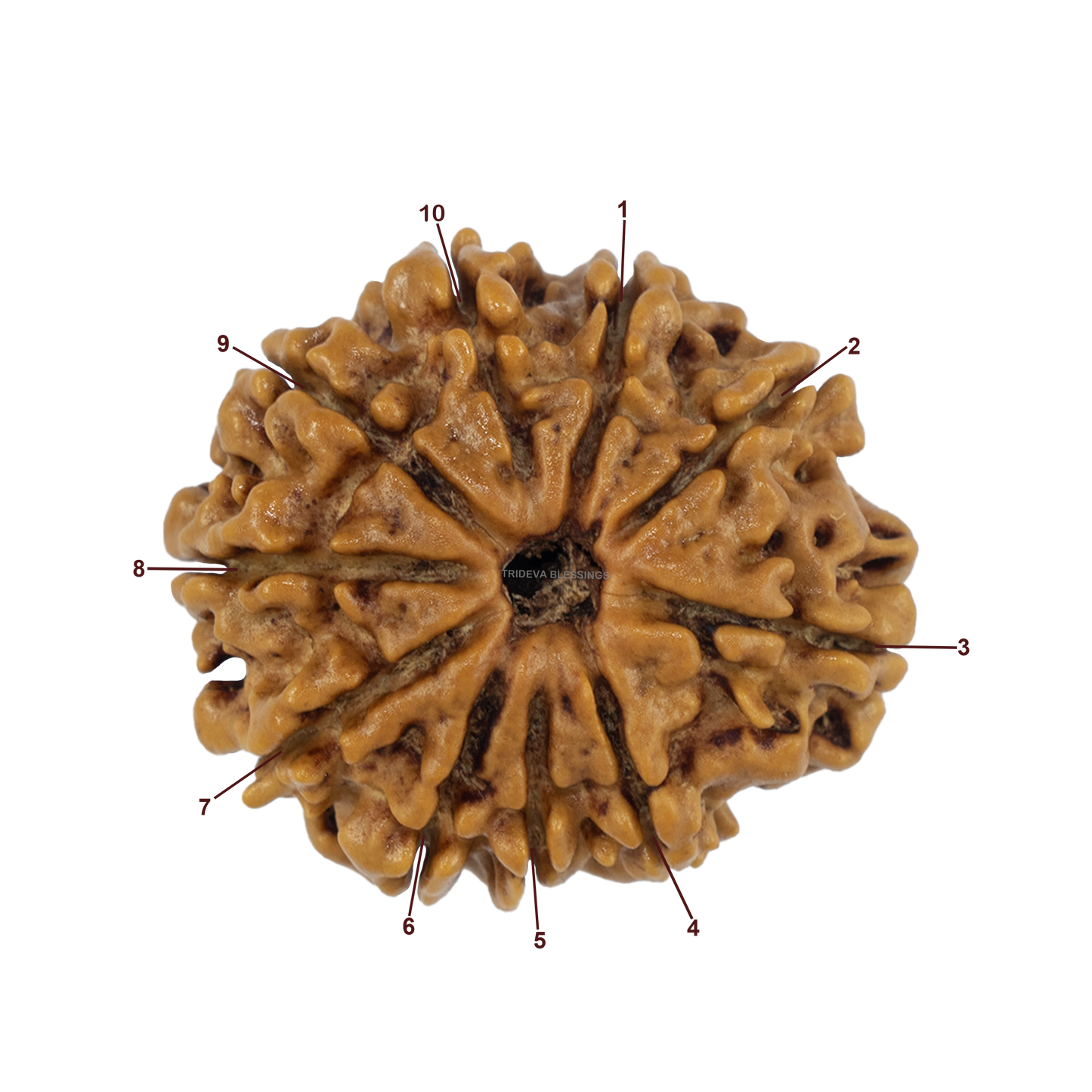 Natural 10 Mukhi Rudraksha