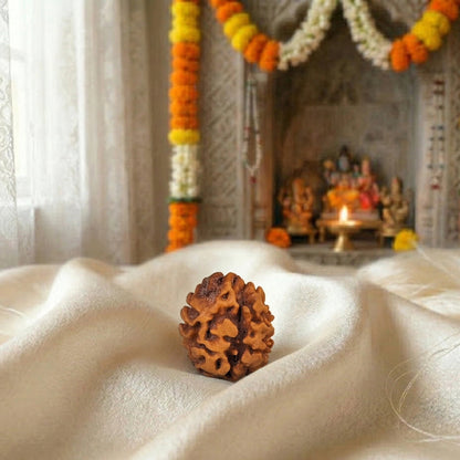 2 Mukhi Rudraksha (Two-Faced Rudraksha) South Indian