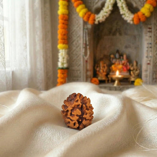 2 Mukhi Rudraksha (Two-Faced Rudraksha) South Indian