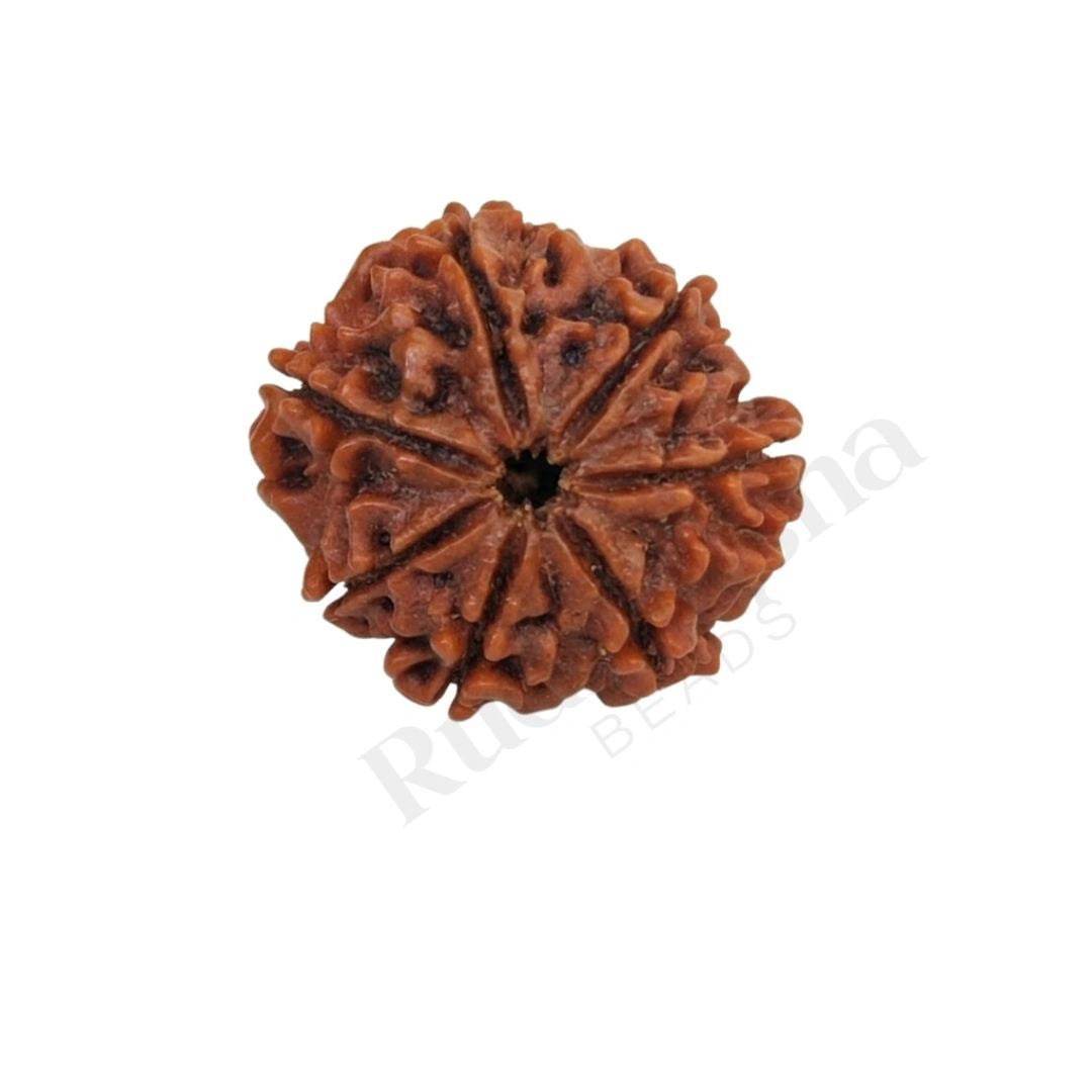 7 Mukhi Rudraksha (Seven-Faced Rudraksha) Nepali