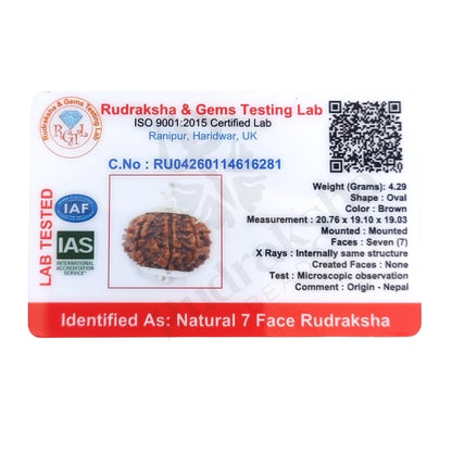7 Mukhi Rudraksha (Seven-Faced Rudraksha) Nepali